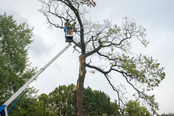 Tree Removal Services