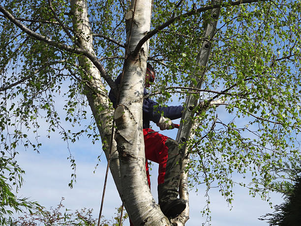 How Our Tree Care Process Works  in  Kershaw, SC