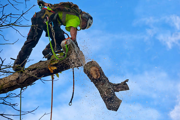 Tree Removal Services